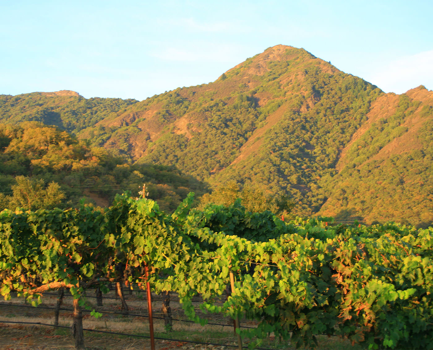 Gibson Ranch vineyard rows with green hills behind them.