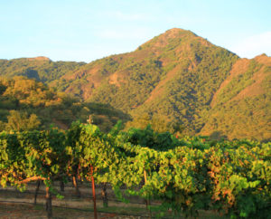 Gibson Ranch Vineyards